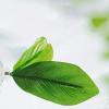 Betta Leaf Hammocks with Suction Cups view 3