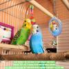 OTKARXUS Bird Mirror with Bell view 3