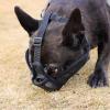 Muzzle for Large Dogs, Bite-Proof, Chew-Resistant, Adjustable, Helps Prevent Barking view 3