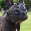 Muzzle for Large Dogs view 4