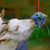 Horse Feeding Station, Hay Feeding Station, Horse Earrings view 4