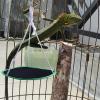 Small Pet Hammock for Guinea Pigs view 2