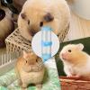 Hamster Water Dispenser - Multi-Purpose Water Bottle for Cages view 4