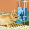 Hanging Guinea Pig Water Bottle view 3