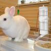 Nybhyjka Hamster Water Dispenser view 2