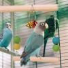 Bird Swing with Bell for Parrots view 2