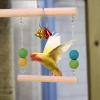 Bird Swing with Bell for Parrots view 3