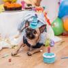 Dog Birthday Cake Toy - Plush Chew Toy for Dogs view 4