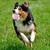 Portable Interactive Squeaky Dog Training Ball view 2