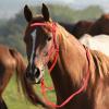 Adjustable Rope Bridle with Reins for Horses view 2
