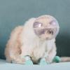 Breathable Transparent Cat Muzzle view 4