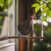 X-Institute Bird Climbing Perch Toy view 4