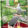 Toddmomy 2-Piece Bird Cage Perches for Pigeons and Parrots view 3