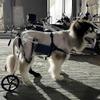 GJUOFFKO Rear-Leg Dog Wheelchair for Pet Rehabilitation view 1
