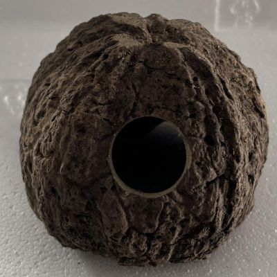Generic Brazil Nut Shell with Hole (Quirco)