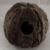 Generic Brazil Nut Shell with Hole (Quirco) view 1