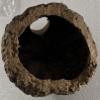 Generic Brazil Nut Shell with Hole (Quirco) view 2