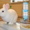 Rabbit Water Dispenser view 2