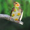 Reusable Bird Diapers for Pigeons, 2-Pack Adjustable Leak-Resistant Soft Liners view 2
