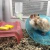 Hamster Water Bottle view 3