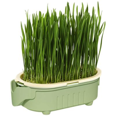 Generic Cat Grass Growth Kit