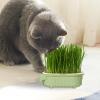 Generic Cat Grass Growth Kit view 2