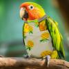 Reusable Washable Bird Clothing for Pigeons and Parrots view 2