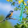 Bird Food Basket Toy for Cages view 2