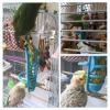 Bird Food Basket Toy for Cages view 4