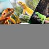 Reptile Water Bowl - Crested Water Bowl view 4
