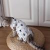 Frissin Cotton Pet Surgery Recovery Suit for Cats view 2