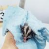 Small Animal Comfort Blanket view 3