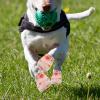 Sosoport Self-Adhesive Pet Bandage Tape - Strawberry Design view 3
