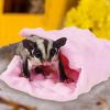 Small Animal Blanket view 3
