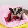 Cozy Blanket for Small Pets view 4