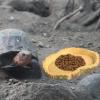 Turtle Feeding Tray – Lightweight, Low-Profile Reptile Feeder view 2