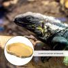 Turtle Feeding Tray – Lightweight, Low-Profile Reptile Feeder view 4