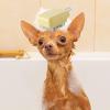 Shampoo Brush for Cats view 3