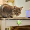 Catnip Ball Wall Toy view 4