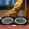 Reptile Feeding and Water Bowl view 3