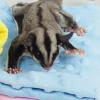 Small Animal Blanket for Hamsters view 2