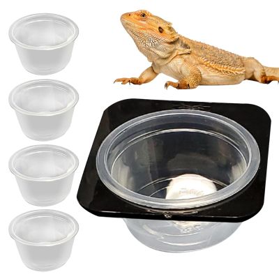 Lizard Water Bowl - Feeding Dispenser with Removable Tank