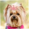 COSMEVIVI 10-Piece Elastic Rubber Bands for Dog Hair view 2