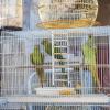 Bird Cage Ladder with 360° Rotating Hook view 2