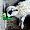 Automatic Livestock Water Bowl, 2-Pack, 600 mL view 2