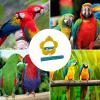 Bird Mirror for Cage view 4