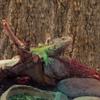 BESPORTBLE 2-Piece Cork Bark Background for Vivariums and Terrariums view 2
