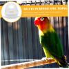 VILLFUL Parrot Food Cup for Bird Cages view 3