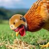 Chicken Hat for Chickens – Lightweight Adjustable Poultry Headwear view 2