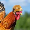 Chicken Hat for Chickens – Lightweight Adjustable Poultry Headwear view 3